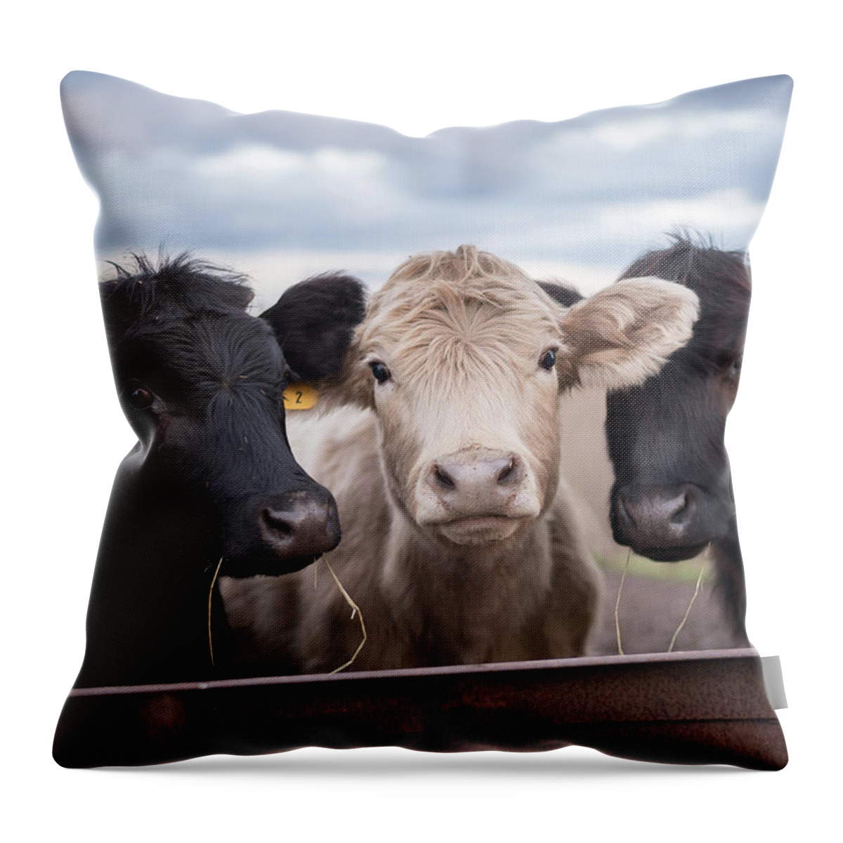Cows Throw Pillow featuring the photograph We Three Cows by Holden The Moment