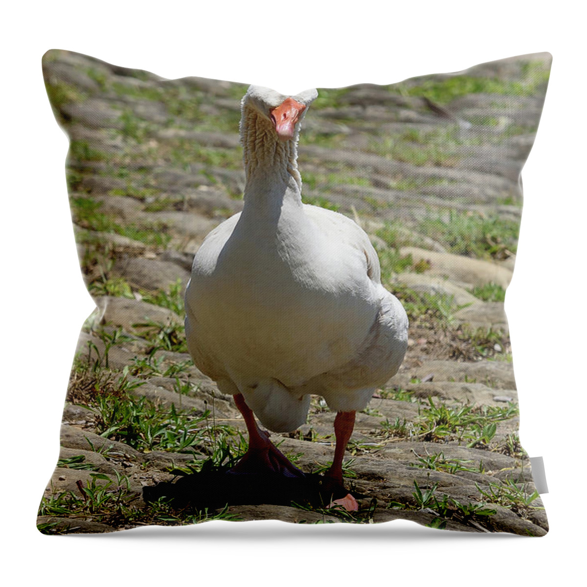 Goose Throw Pillow featuring the photograph Well Hello by Holden The Moment