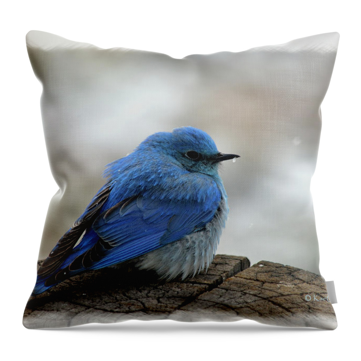 Western Bluebird Throw Pillow featuring the photograph Mountain Bluebird on Cold Day by Kae Cheatham
