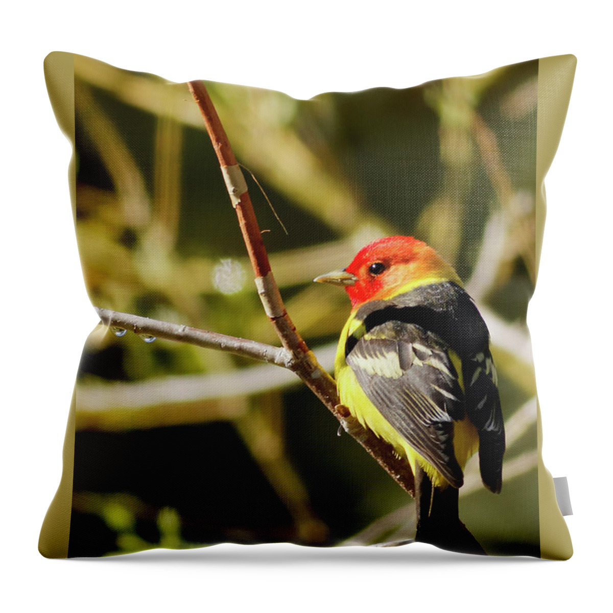Western Tanager Throw Pillow featuring the photograph Western Tanager in the Rocky Mountains of Colorado by Natural Focal Point Photography
