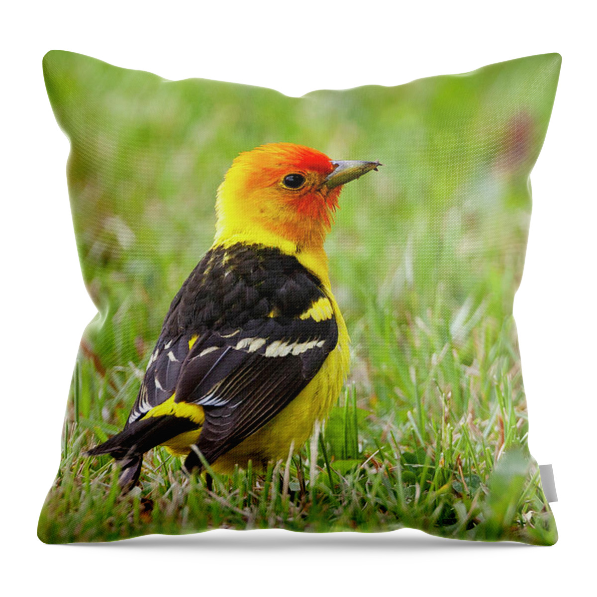 Mark Miller Photos Throw Pillow featuring the photograph Western Tanager by Mark Miller