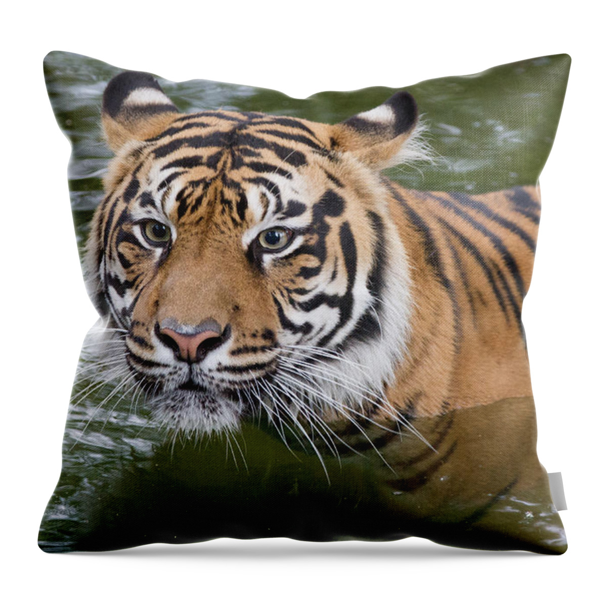 Tiger Throw Pillow featuring the photograph Wet and Wild 2 by Chris Scroggins