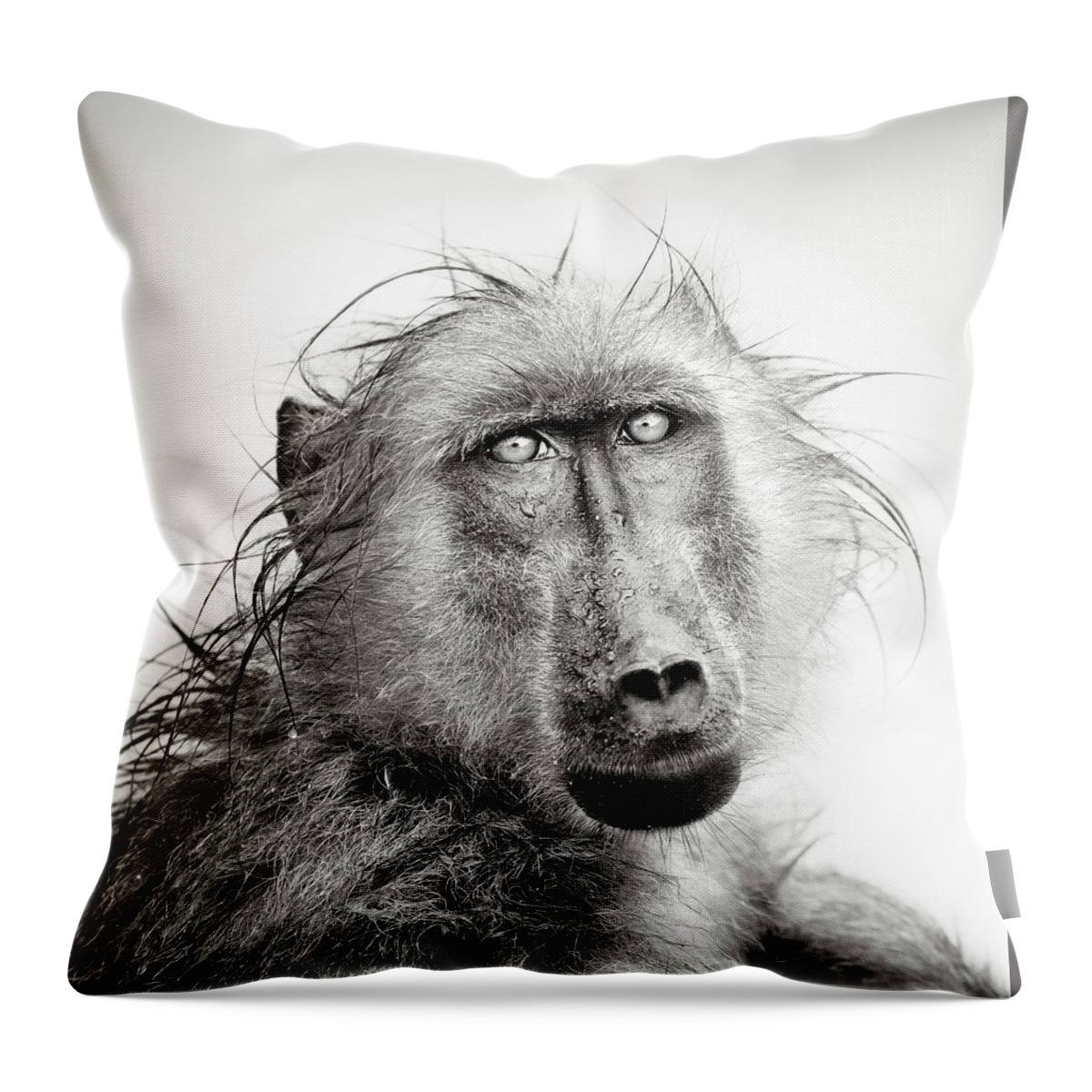 Baboon Throw Pillow featuring the photograph Wet Baboon portrait by Johan Swanepoel