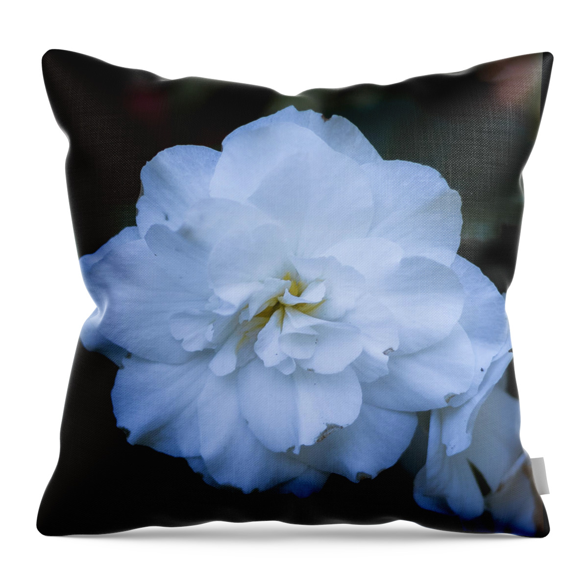 Bellingham Throw Pillow featuring the photograph White as Snow Begonia by Judy Wright Lott