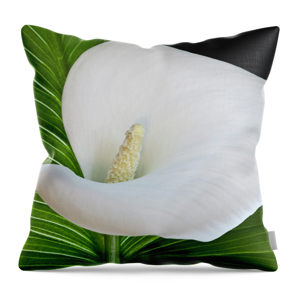 Calla Throw Pillow featuring the photograph White Calla by Heiko Koehrer-Wagner
