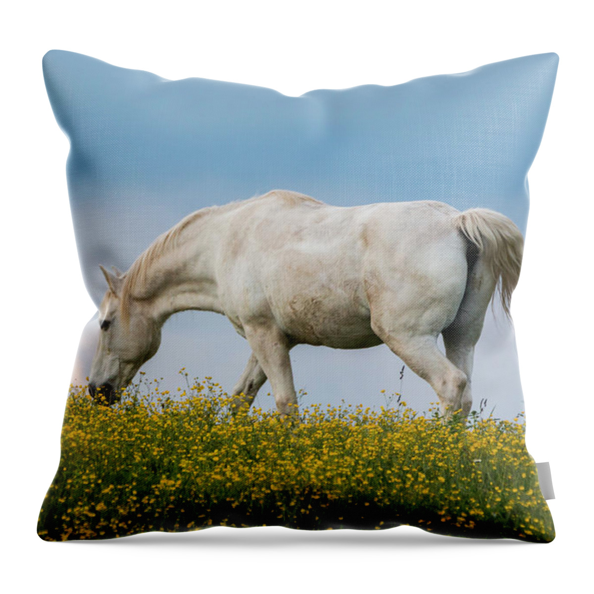 Horse Throw Pillow featuring the photograph White Horse of Cataloochee Ranch 2 - May 30 2017 by D K Wall