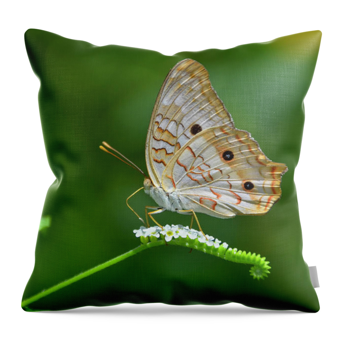 Butterfly Throw Pillow featuring the photograph White Peacock Butterfly on Small White Flowers by Artful Imagery