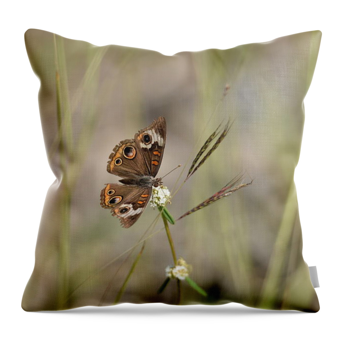 Butterfly Throw Pillow featuring the photograph Buckeye Butterfly Resting On White Flowers - Horizontal by Artful Imagery