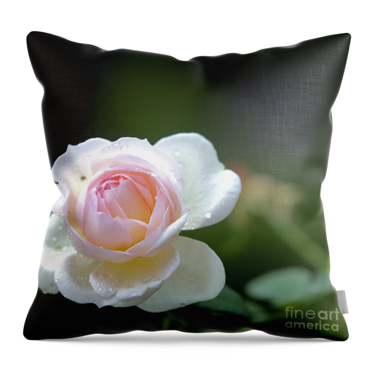 Rose Throw Pillow featuring the photograph White rose by Agnes Caruso