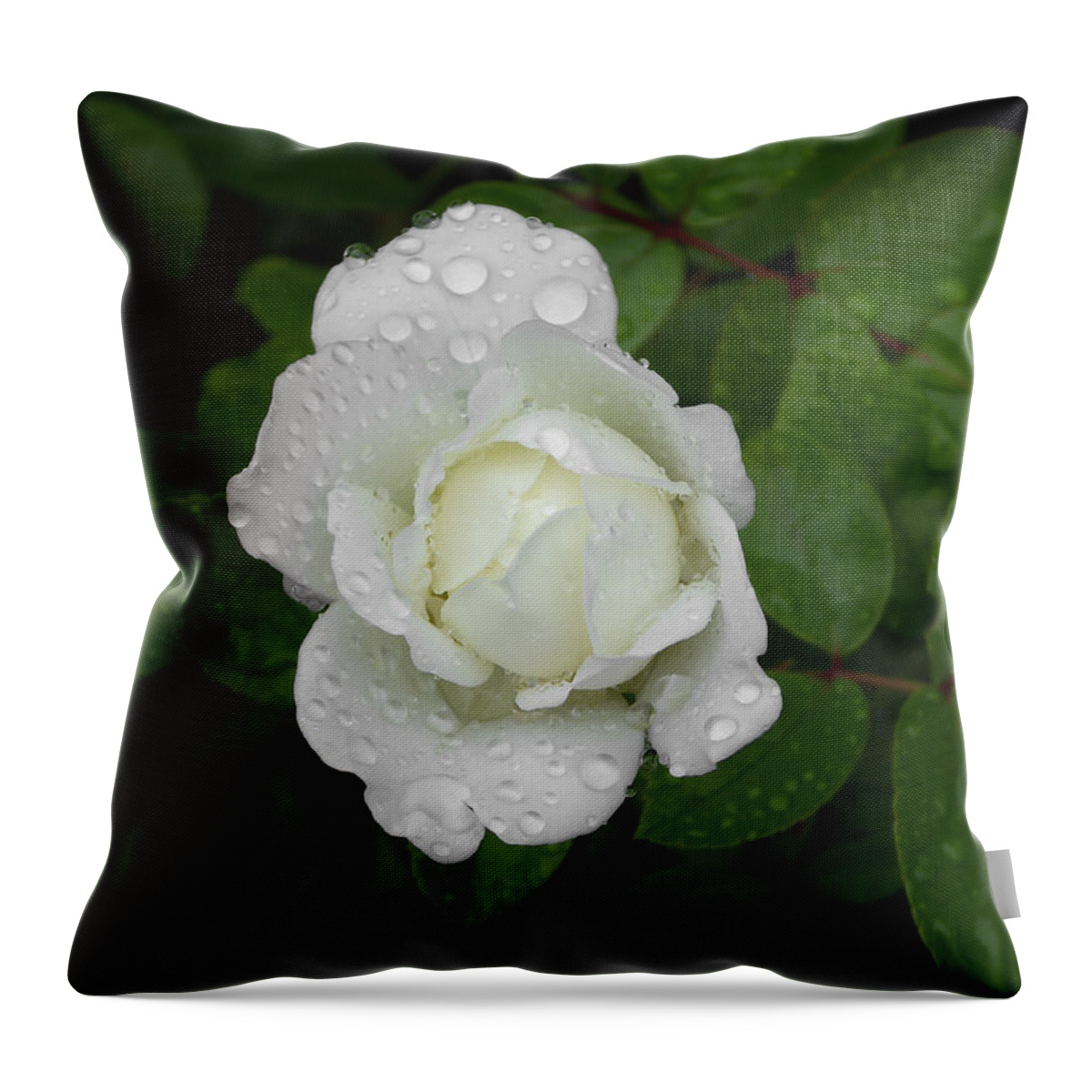 White Throw Pillow featuring the photograph White Rose Bamberg by Pamela Newcomb