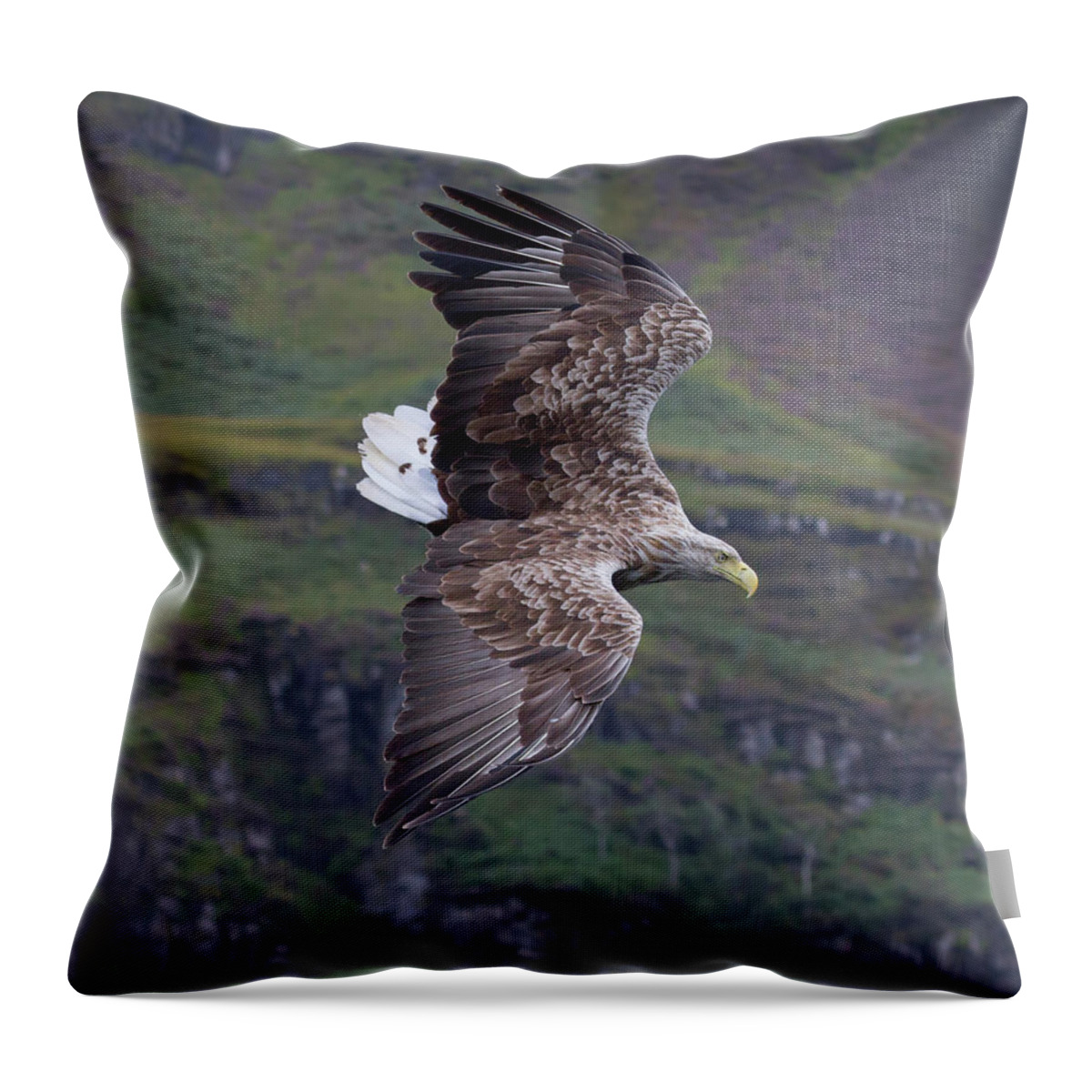 White-tailed Eagle Throw Pillow featuring the photograph White-Tailed Eagle Banks by Pete Walkden