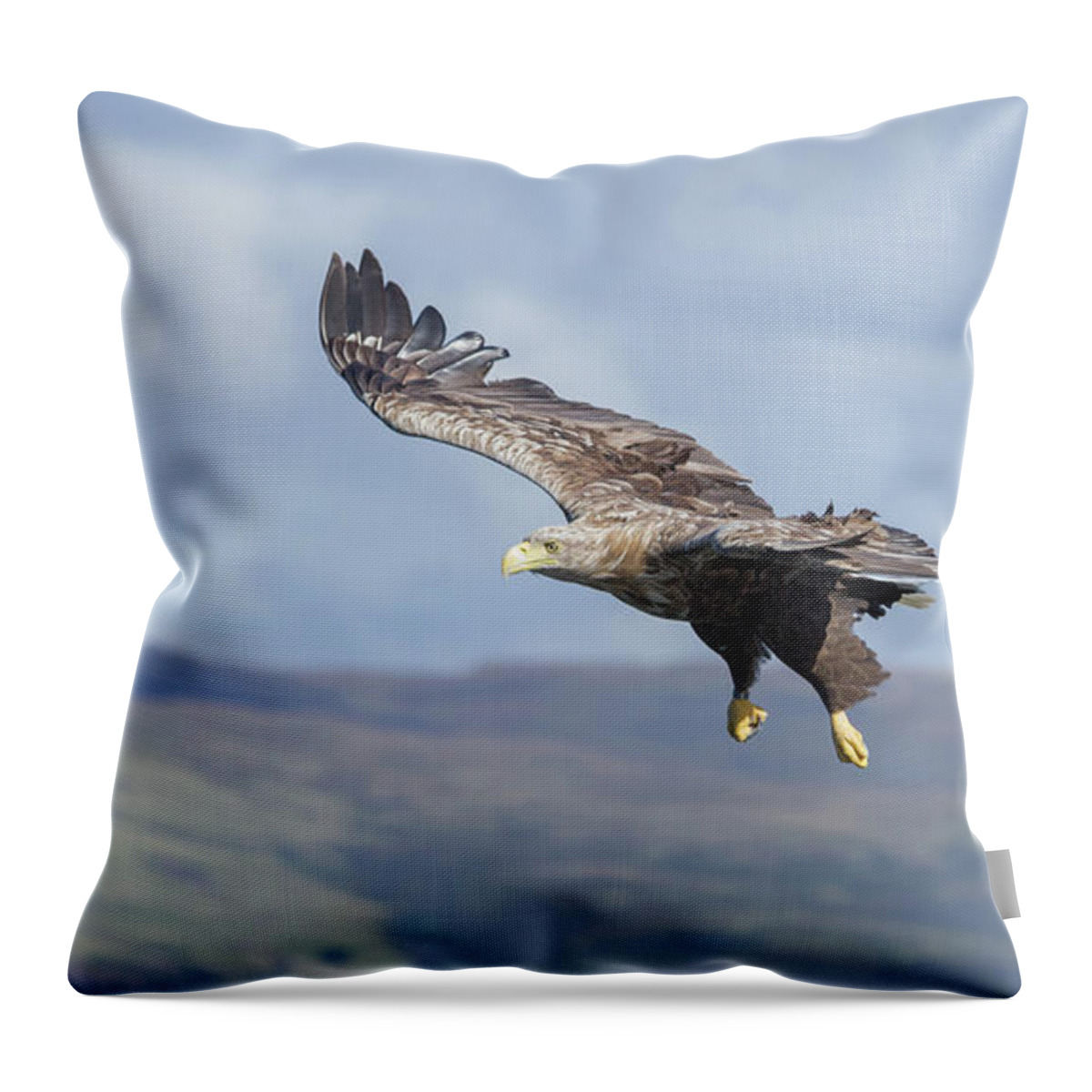 White-tailed Eagle Throw Pillow featuring the photograph White-Tailed Eagle On Mull by Pete Walkden
