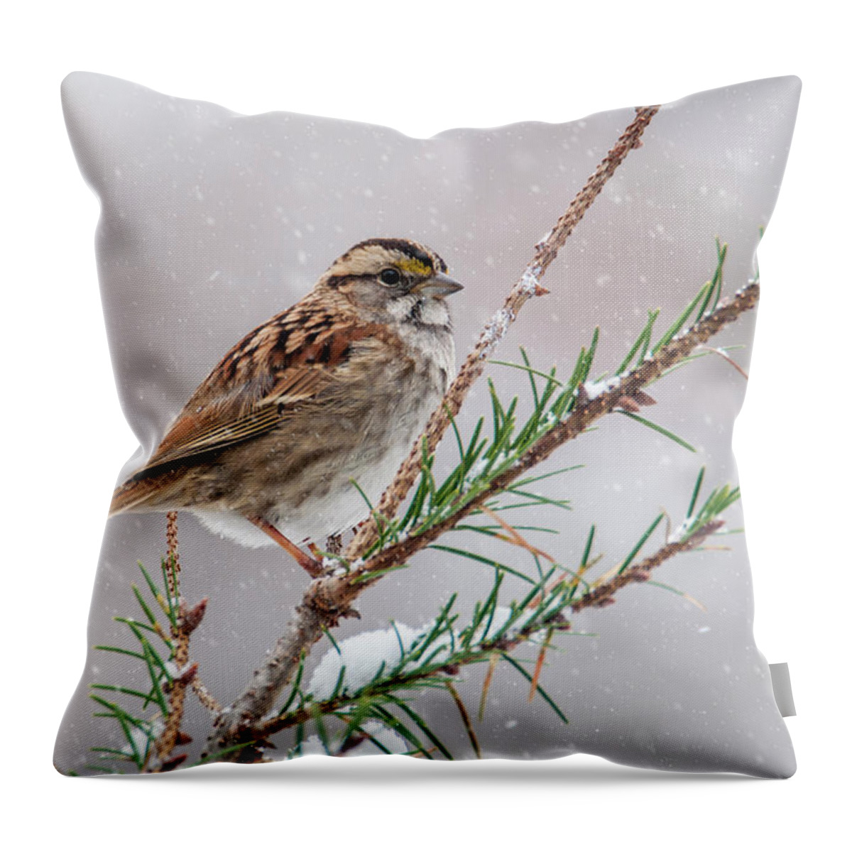Bird Throw Pillow featuring the photograph White Throated Sparrow by Cathy Kovarik