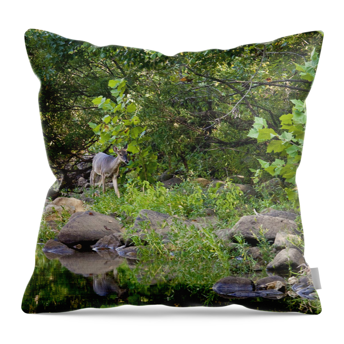 Whtietail Deer Throw Pillow featuring the photograph Whtietail Deer Along the Buffalo River by Michael Dougherty