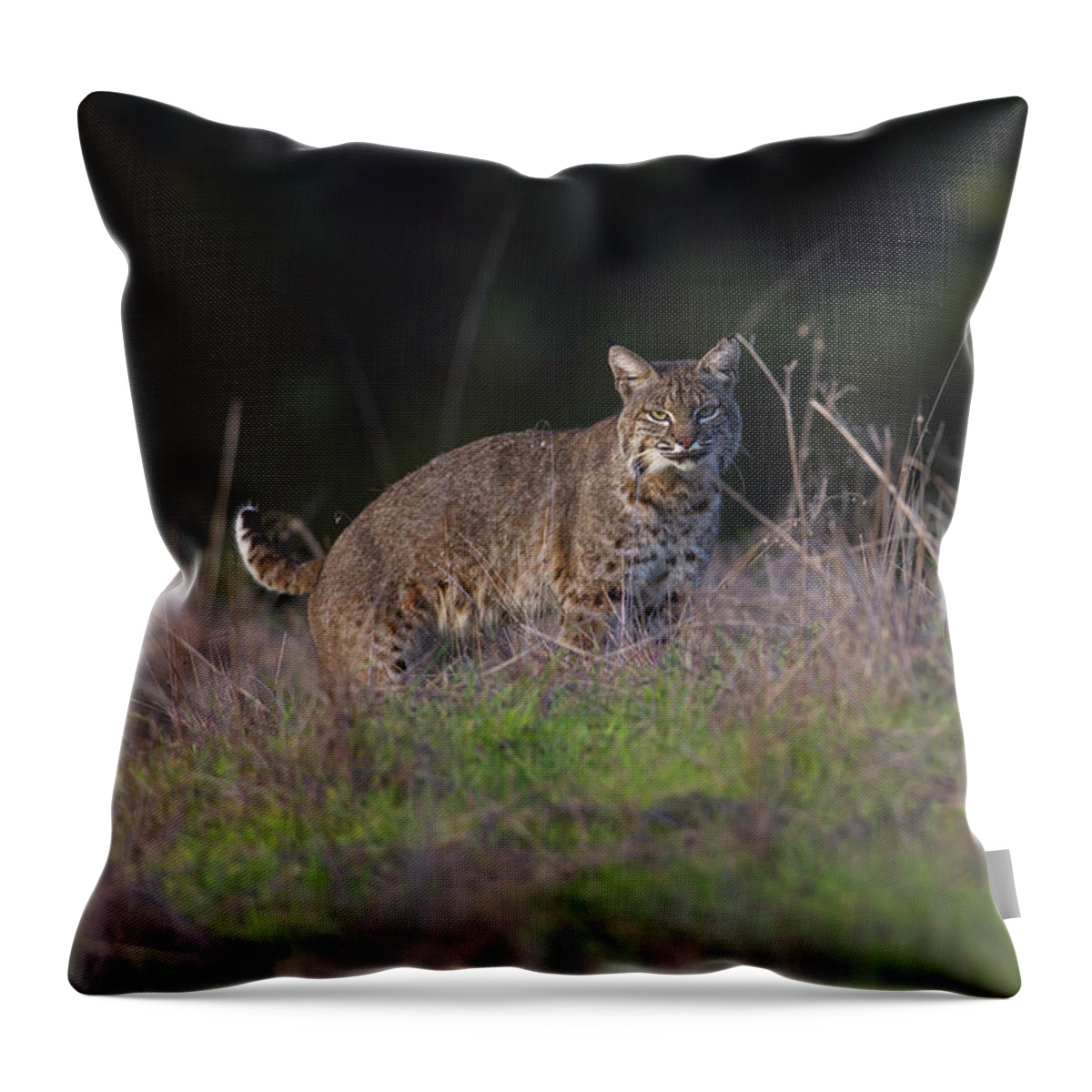 Wild Cat Throw Pillow featuring the photograph Wild Bobcat Encounter by Mark Miller