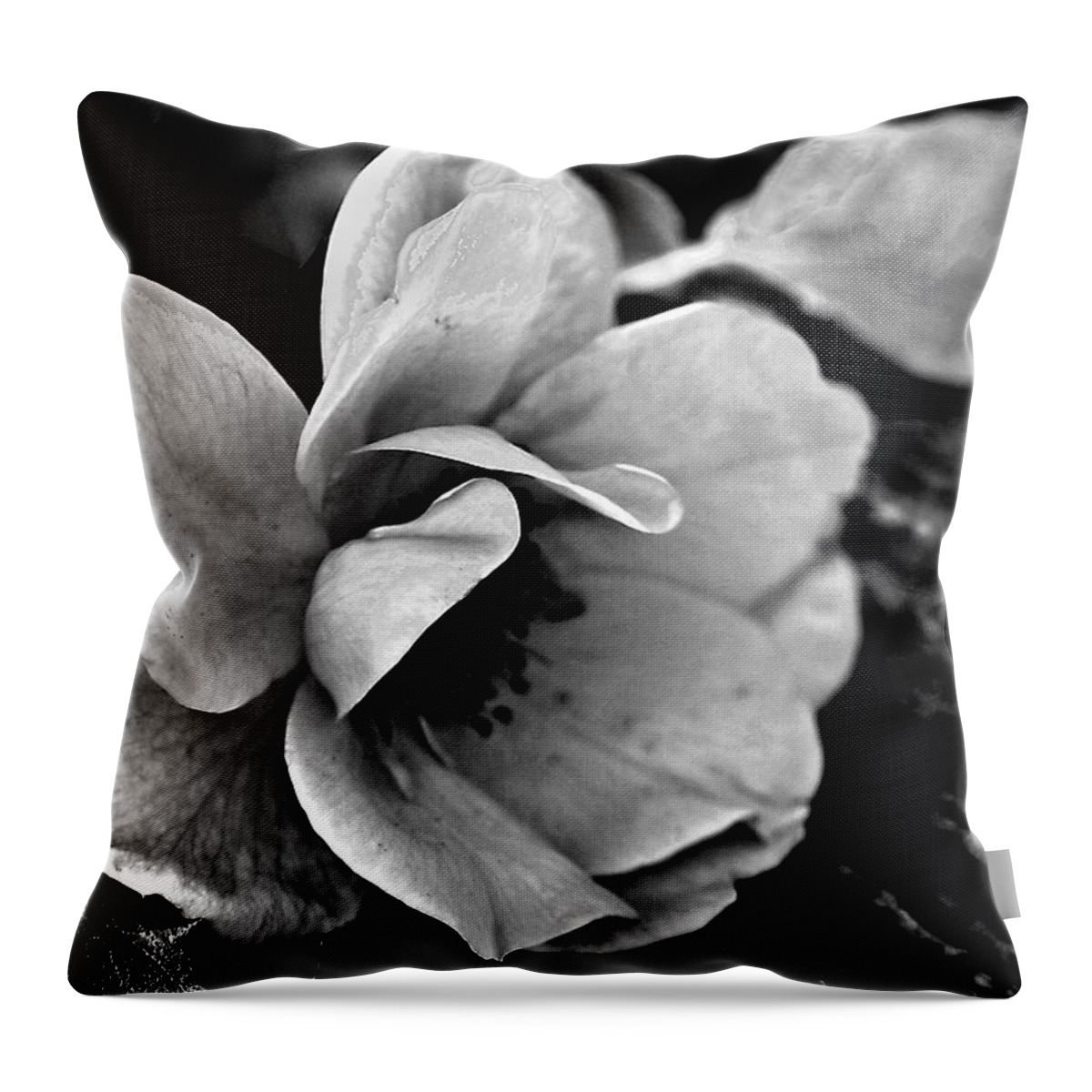 Ansel Adams Throw Pillow featuring the photograph Wild Rose and Salvaged Barn Wood by Curtis J Neeley Jr