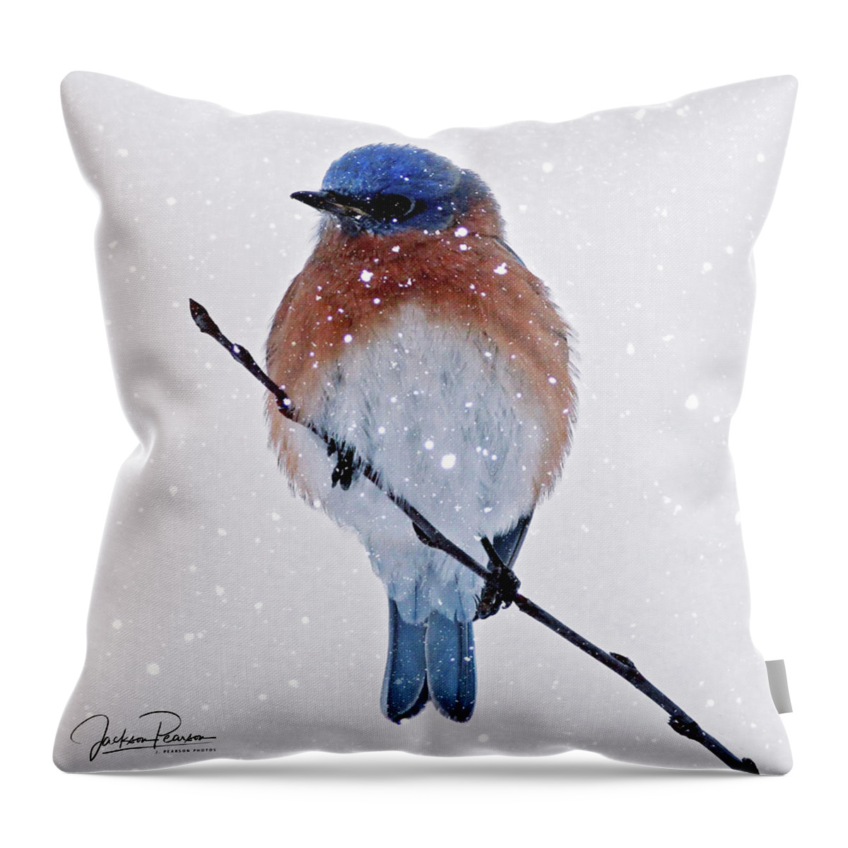 Bluebird Throw Pillow featuring the photograph Winter Bluebird by Jackson Pearson