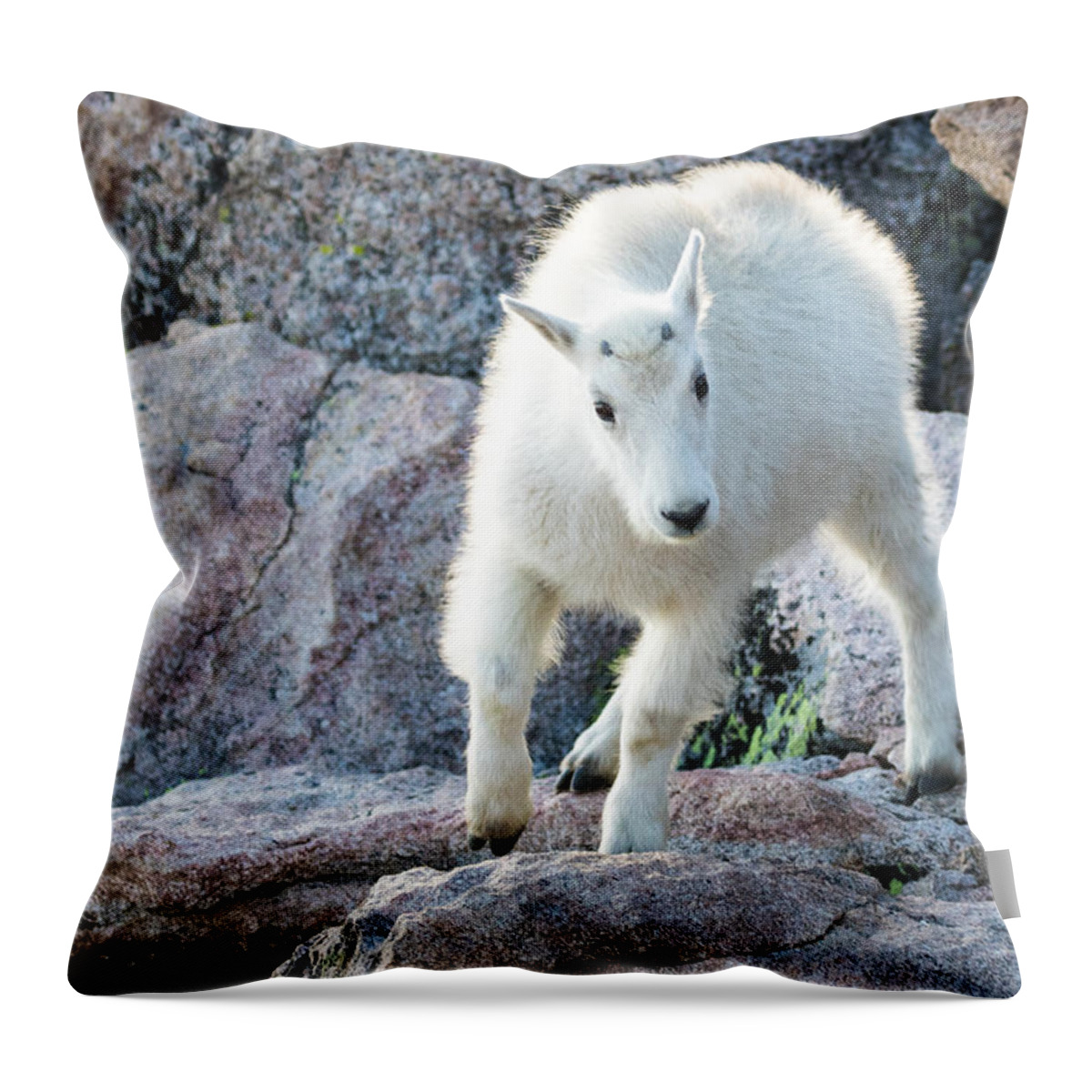 Mountain Goat Throw Pillow featuring the photograph Winter Coats #2 by Mindy Musick King