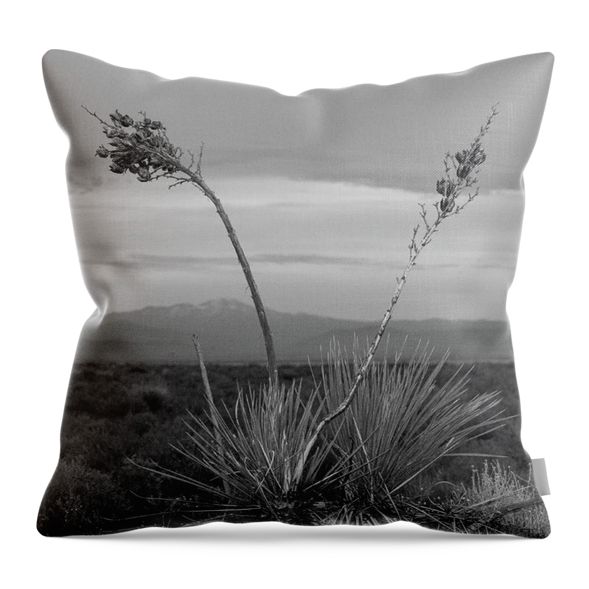 White Sands National Park Throw Pillow featuring the photograph Winter Yucca by Amanda Rimmer
