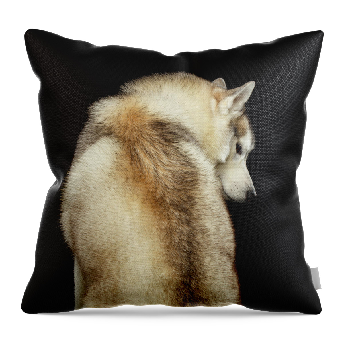 Husky Throw Pillow featuring the photograph Wolf in soul by Sergey Taran