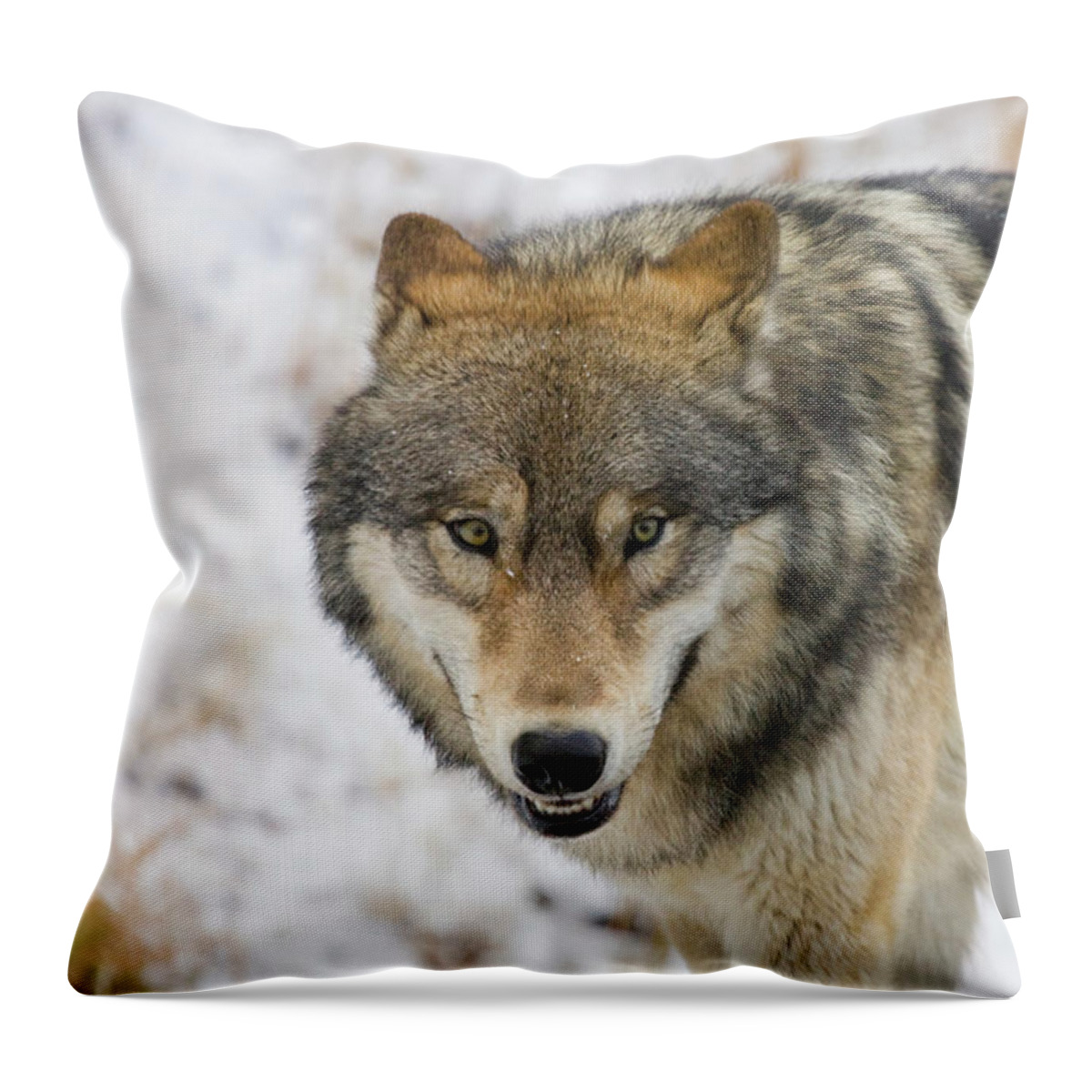 Wild Throw Pillow featuring the photograph Wolf in the Wild by Mark Miller