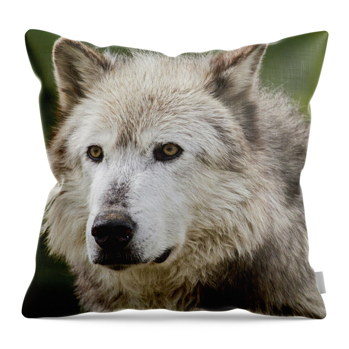 Wolf Throw Pillow featuring the photograph Wolf by Wesley Aston