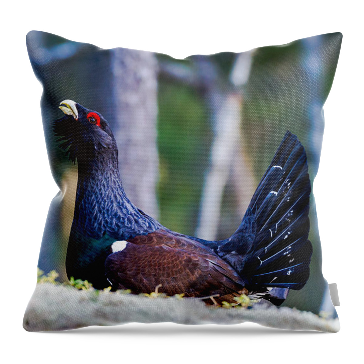 Wood Grouse Ws Throw Pillow featuring the photograph Wood grouse WS by Torbjorn Swenelius