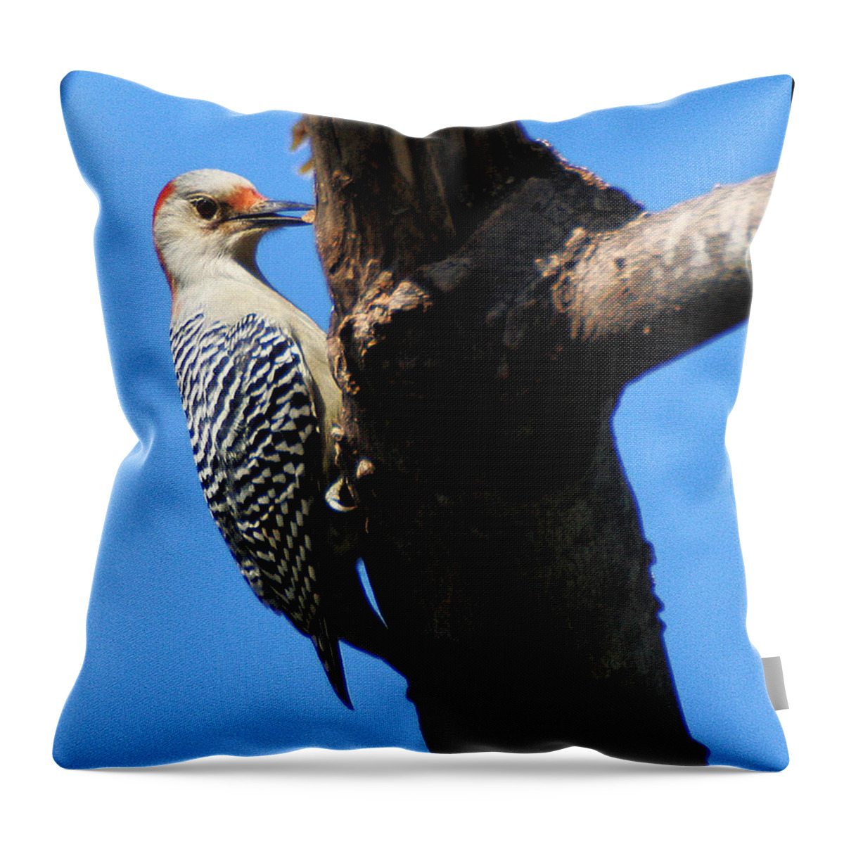 Wildlife Throw Pillow featuring the photograph Woodpecker Feeding by William Selander