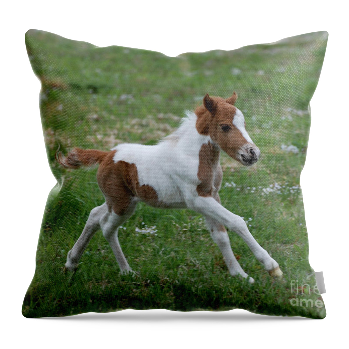 Miniature Horse Throw Pillow featuring the photograph Wyatt by Amy Porter