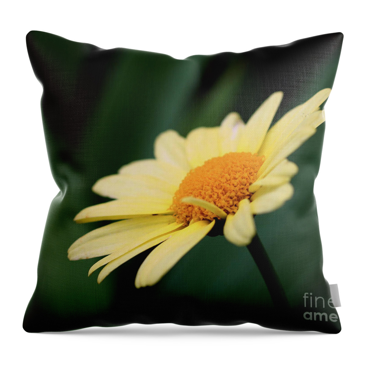 Daisies Throw Pillow featuring the photograph Yellow Daisy by Smilin Eyes Treasures