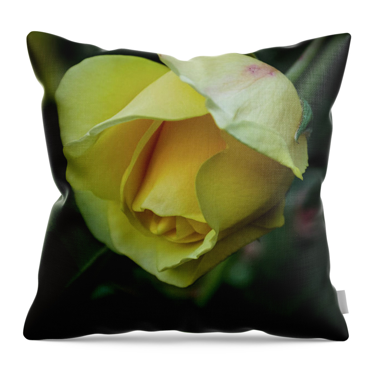 Yellow Rose Throw Pillow featuring the photograph Yellow Rose of Friendship by GeeLeesa Productions