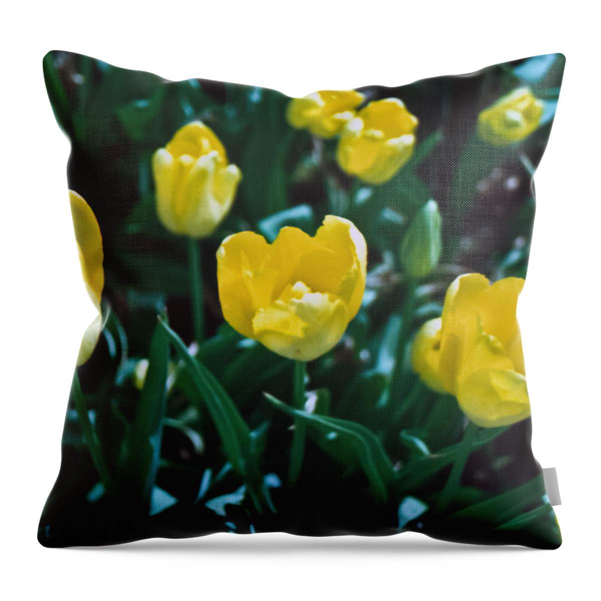 Film Throw Pillow featuring the photograph Yellow Tulips--Film Image by Matthew Bamberg