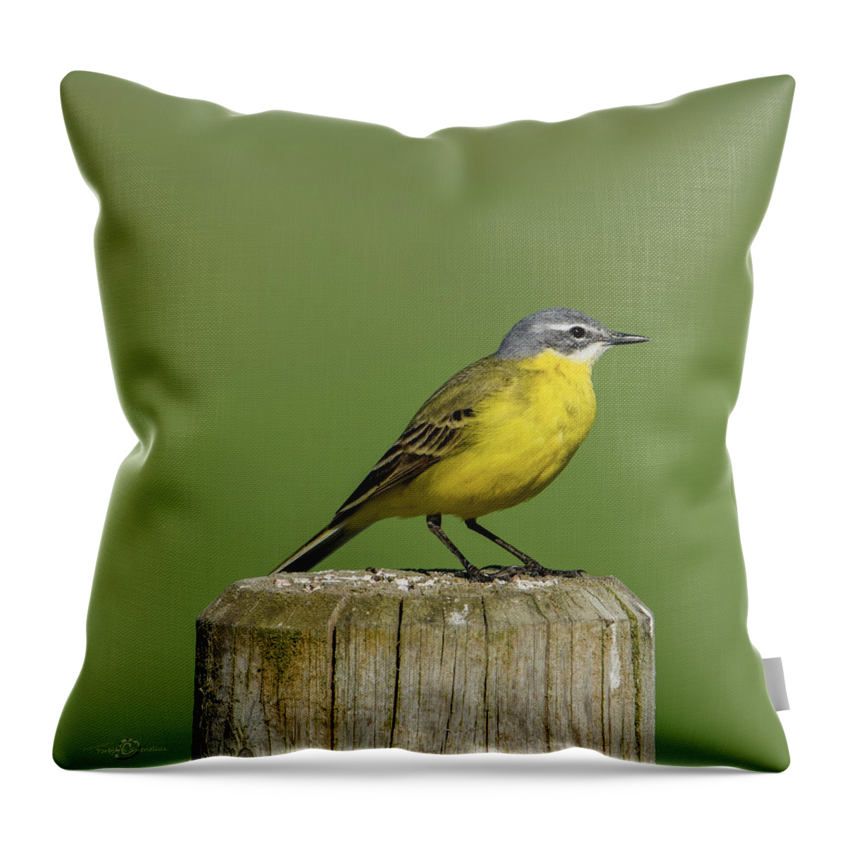 Yellow Wagtail Throw Pillow featuring the photograph Yellow Wagtail perching on the roundpole a close-up by Torbjorn Swenelius