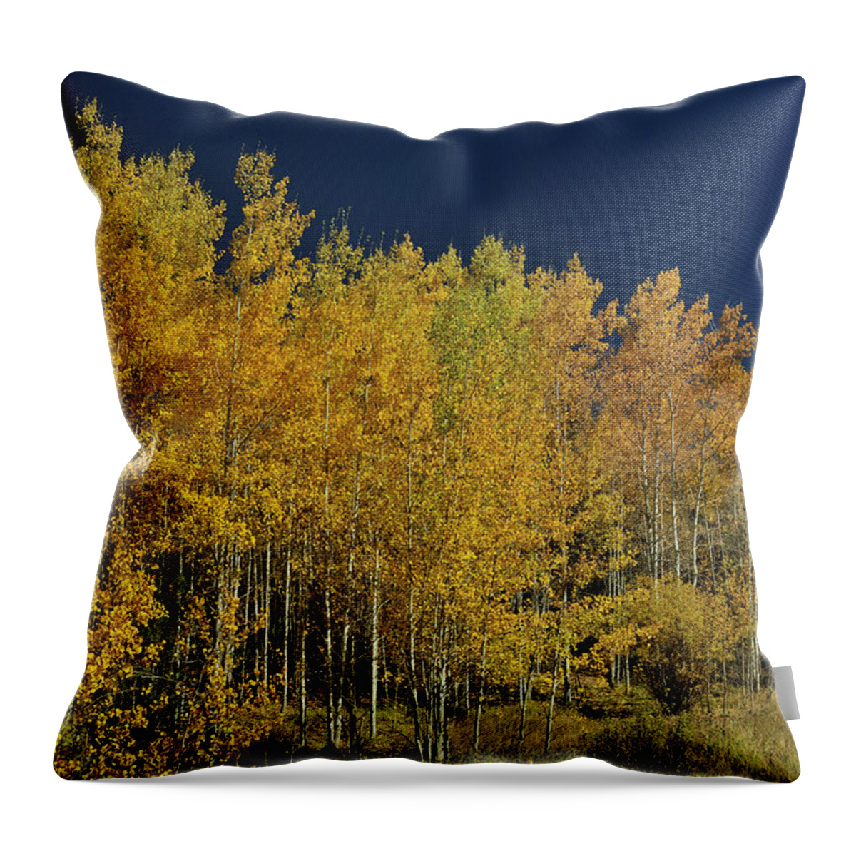 Landscape Throw Pillow featuring the photograph Young Aspen Family by Ron Cline