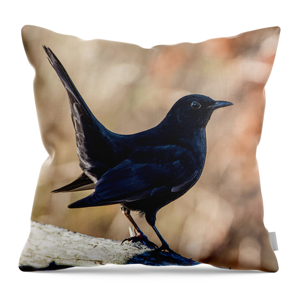 Blackbird Throw Pillow featuring the photograph Young Blackbird's Profile by Torbjorn Swenelius