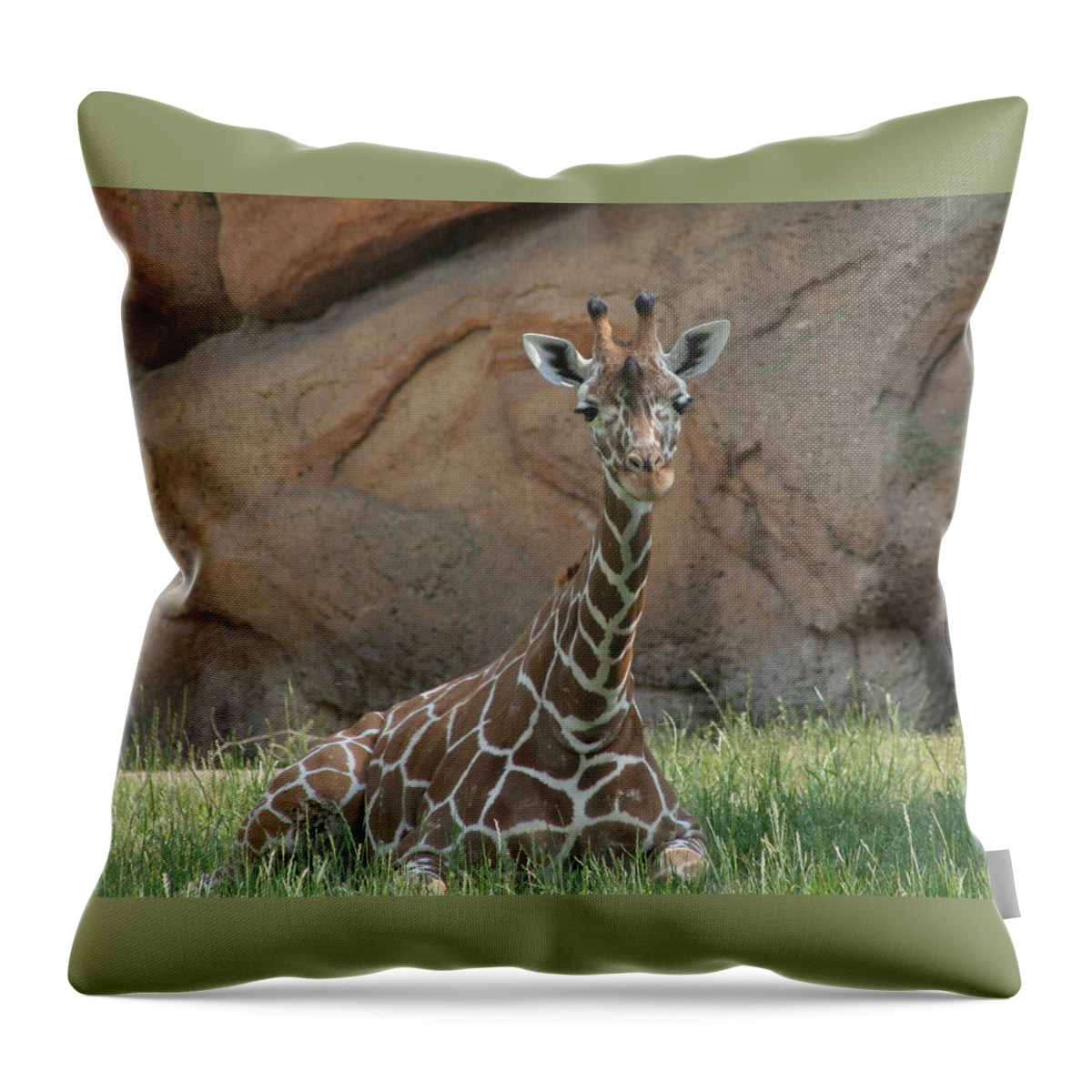 Nashville Zoo Throw Pillow featuring the photograph Young Masai Giraffe by Valerie Collins