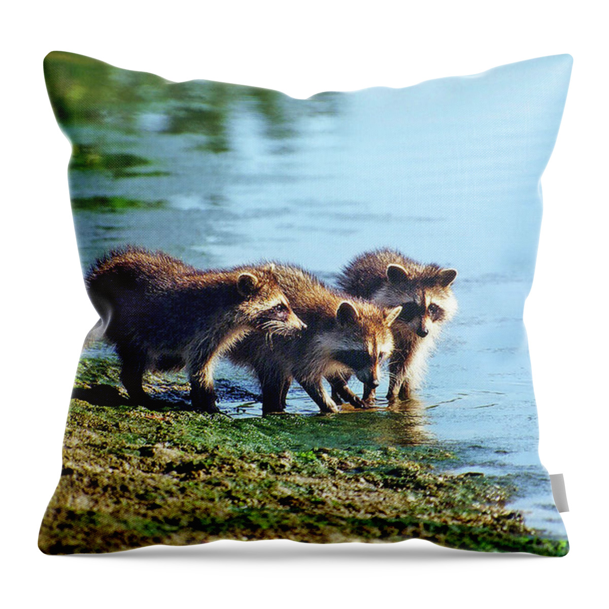 Raccoon Throw Pillow featuring the photograph Young Raccoons by Ted Keller