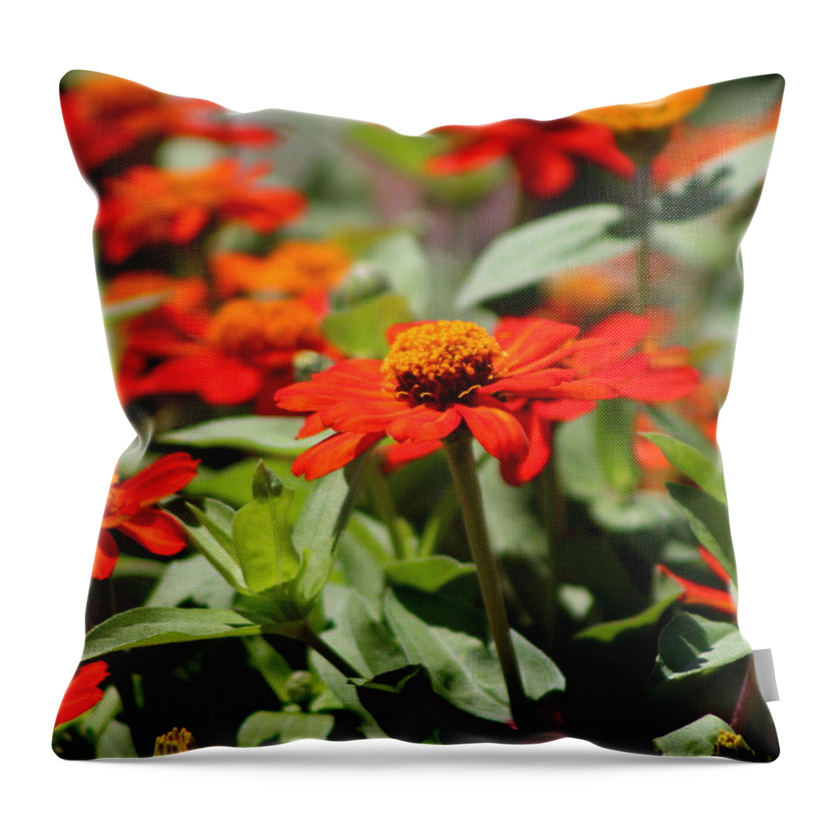 Pumpkin Orange Throw Pillow featuring the photograph Zinnias in Autumn Colors by Colleen Cornelius