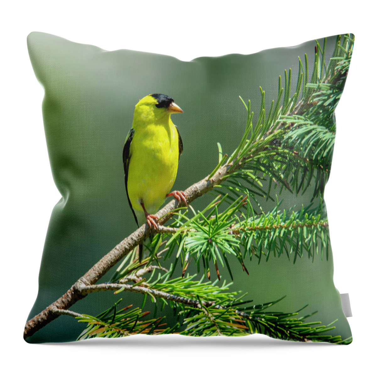 Bird Throw Pillow featuring the photograph American Goldfinch by Cathy Kovarik