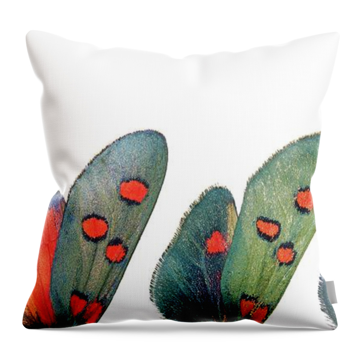 Specimen Throw Pillow featuring the photograph Burnet moth wings by Martinez Clavel