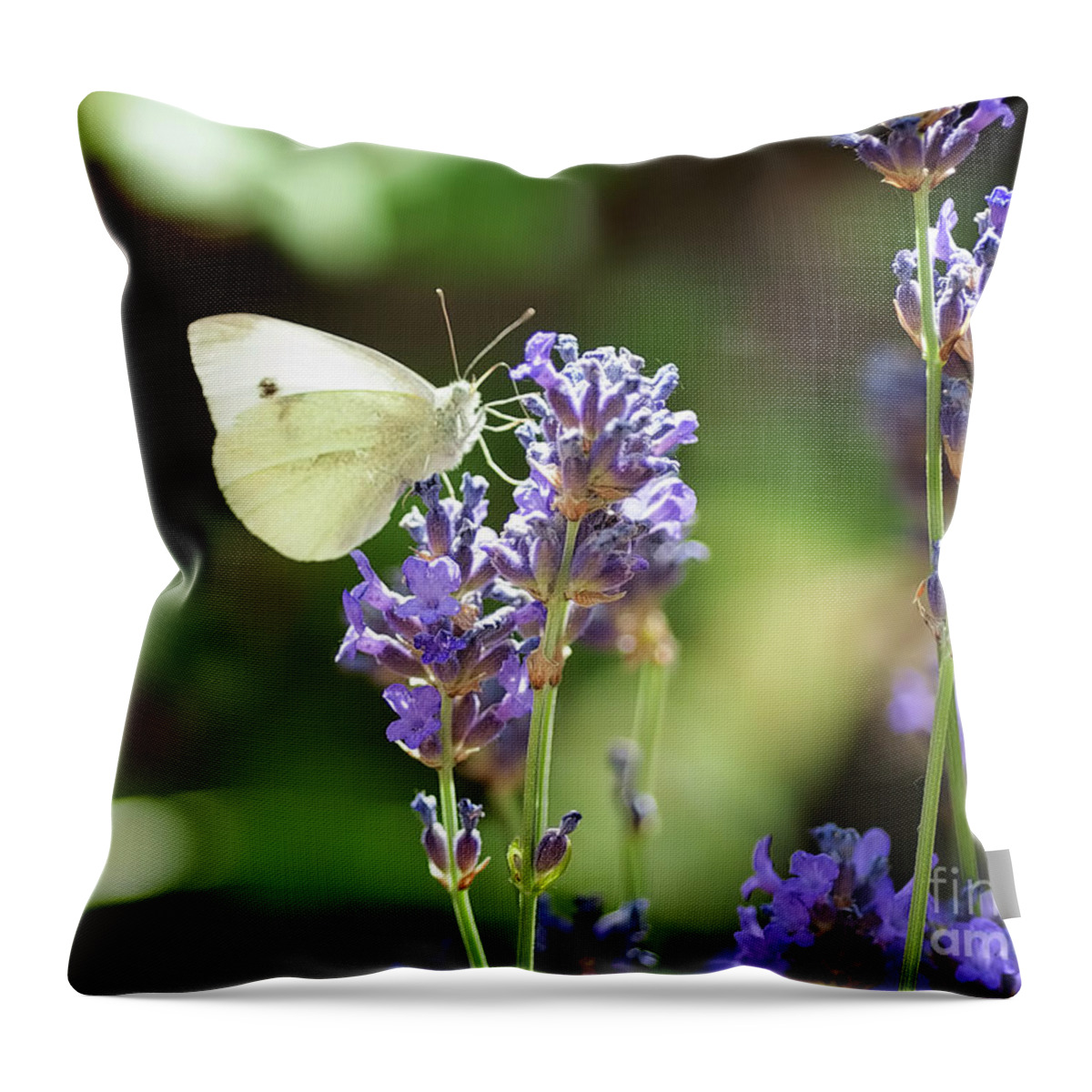 Macro Throw Pillow featuring the photograph Butterfly by Mariusz Talarek