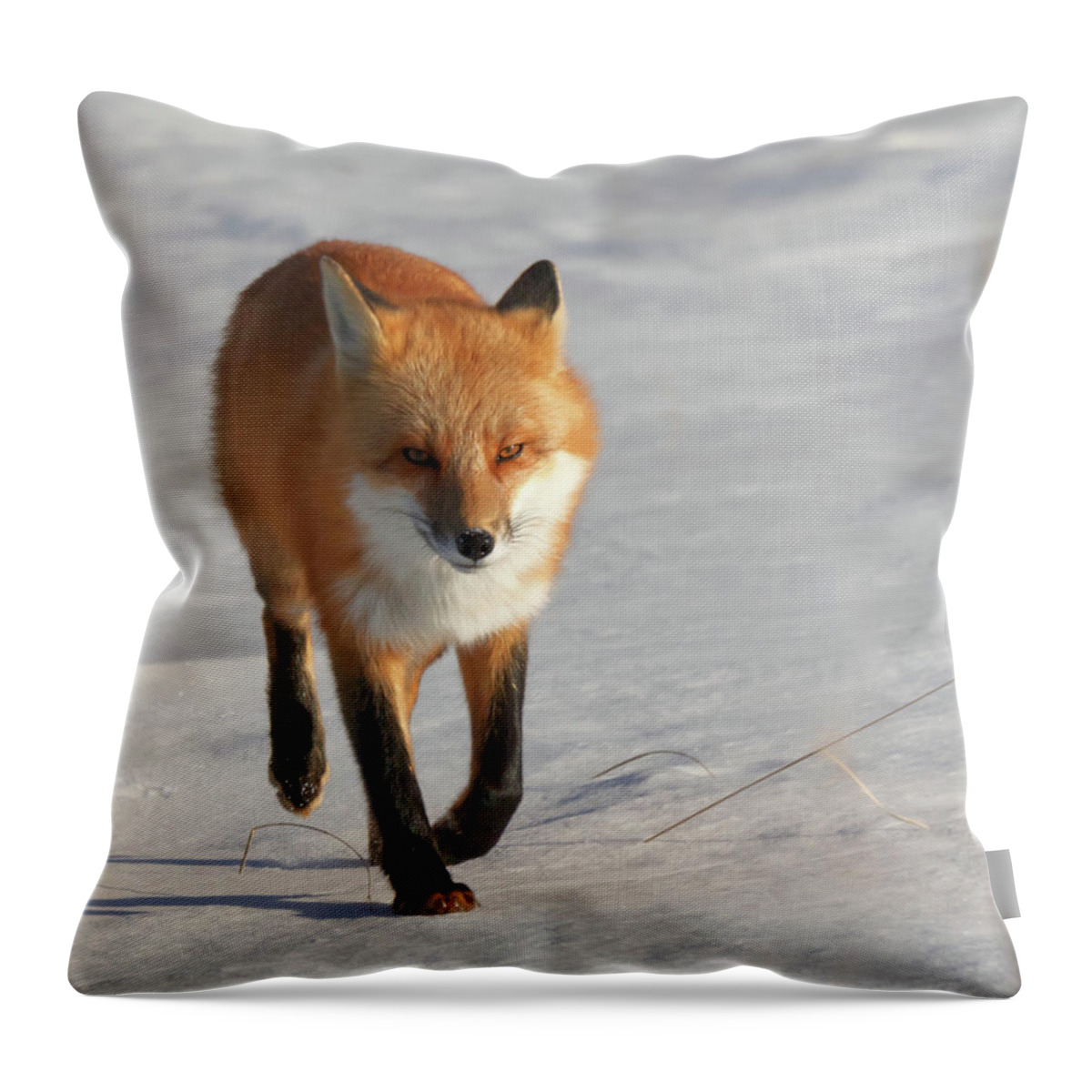 Fox Throw Pillow featuring the photograph Just Passing Through by Susan Rissi Tregoning