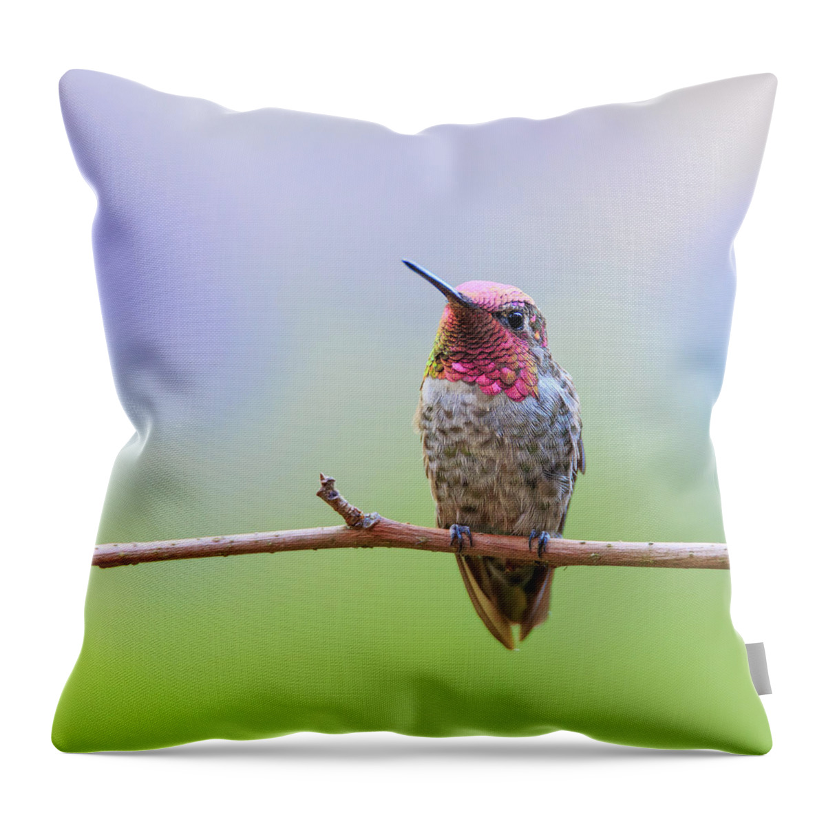 Animal Throw Pillow featuring the photograph Midsummer Night's Dream III - Male Anna's Hummingbird by Briand Sanderson
