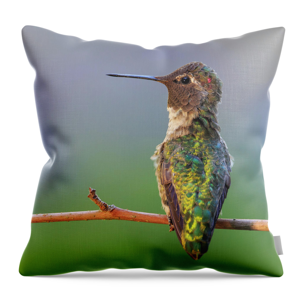 Animal Throw Pillow featuring the photograph Midsummer Night's Dream V - Male Anna's Hummingbird #1 by Briand Sanderson