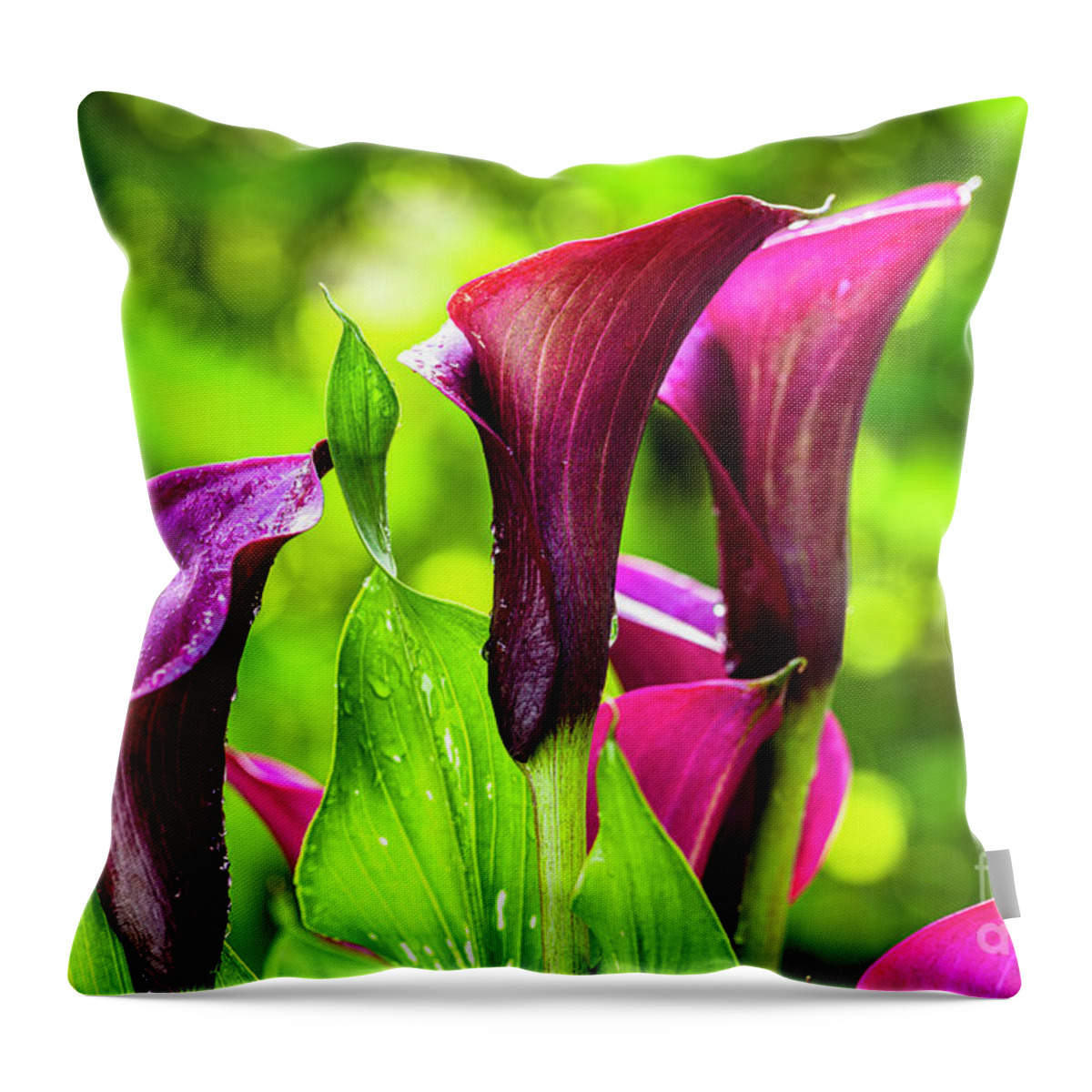 Araceae Throw Pillow featuring the photograph Purple Calla Lily Flower by Raul Rodriguez