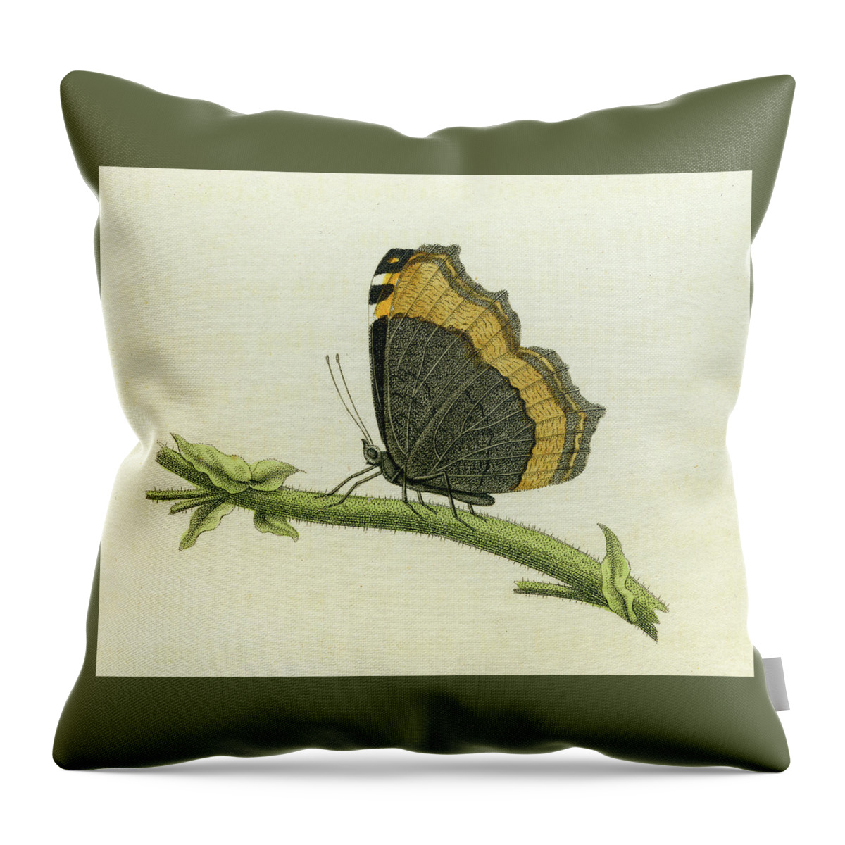 Entomology Throw Pillow featuring the mixed media Vanessa furcillata detail by W W Wood