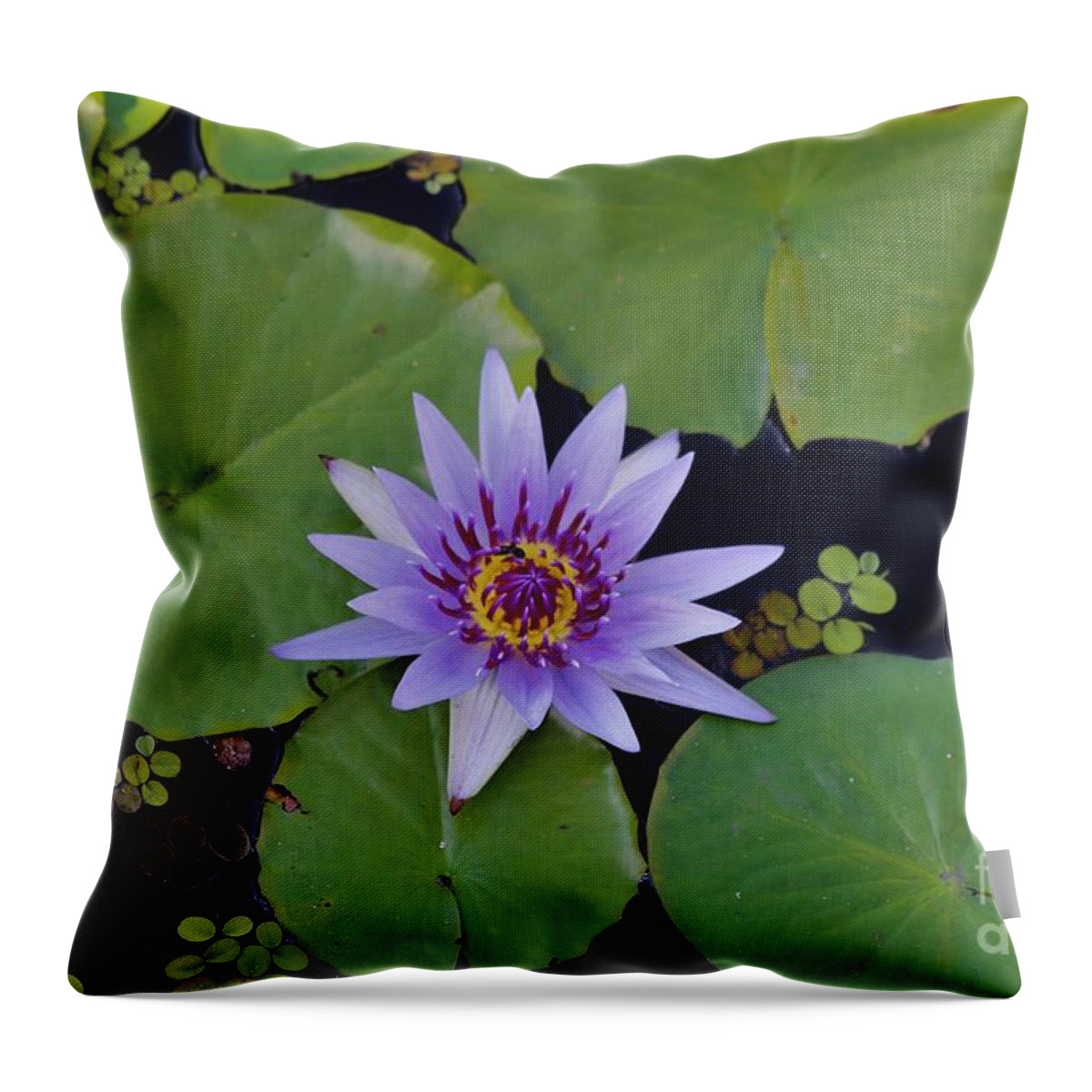 Naples Throw Pillow featuring the photograph Botanical Gardens by Donn Ingemie