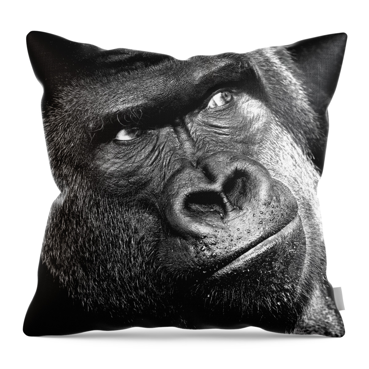 https://render.fineartamerica.com/images/rendered/default/throw-pillow/images/artworkimages/medium/2/2-gorilla-vaillancourt-photography.jpg?&targetx=0&targety=0&imagewidth=479&imageheight=479&modelwidth=479&modelheight=479&backgroundcolor=6F6F6F&orientation=0&producttype=throwpillow-14-14