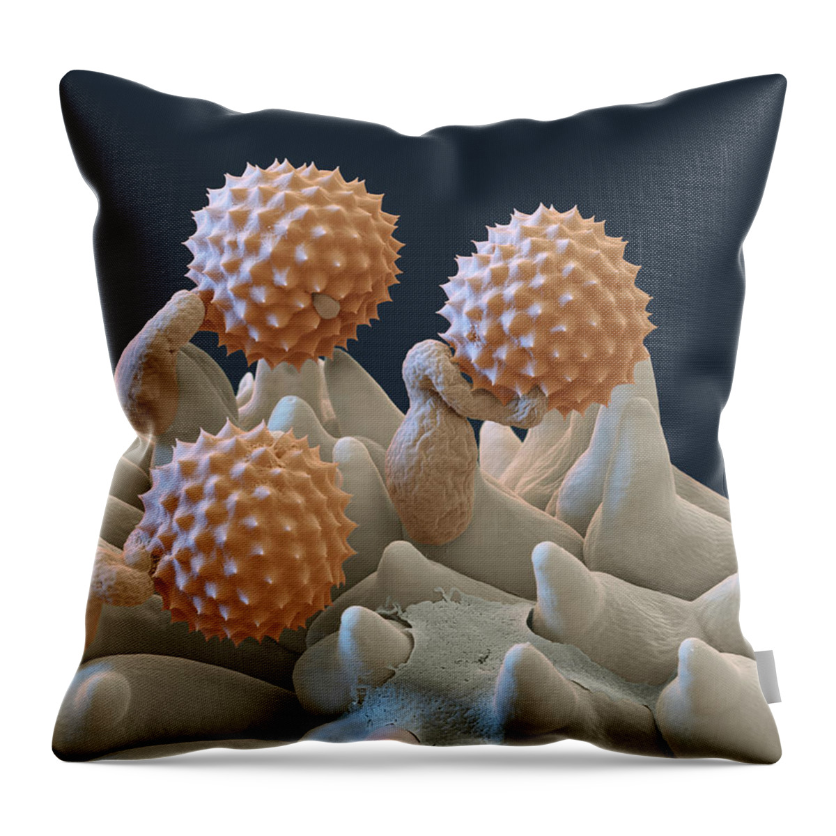 Ambrosia Throw Pillow featuring the photograph Pollen And Pollen Tubes, Sem by Oliver Meckes EYE OF SCIENCE