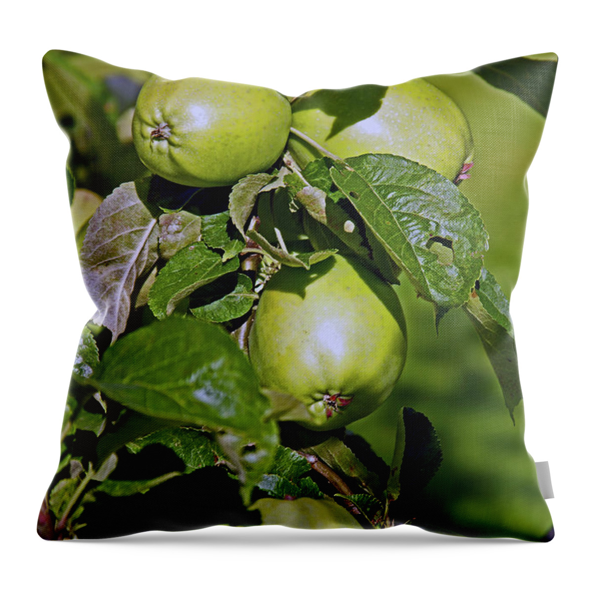 Lancashire Throw Pillow featuring the photograph 21/07/14 CHORLEY. Astley Hall. by Lachlan Main